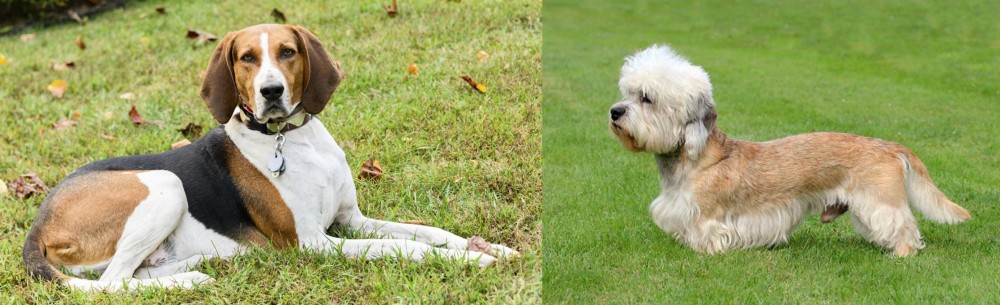 Dandie Dinmont Terrier vs American English Coonhound - Breed Comparison