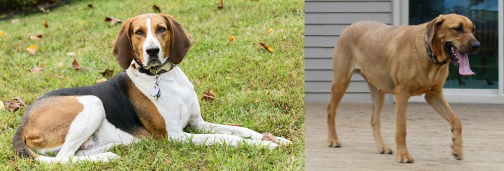 Danish Broholmer vs American English Coonhound - Breed Comparison