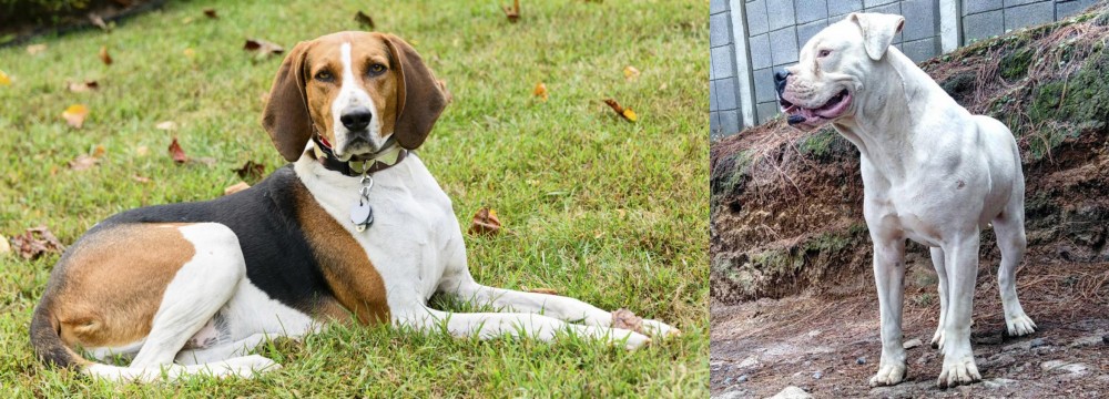 Dogo Guatemalteco vs American English Coonhound - Breed Comparison