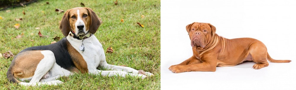 Dogue De Bordeaux vs American English Coonhound - Breed Comparison