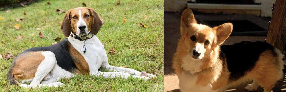 Dorgi vs American English Coonhound - Breed Comparison