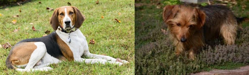 Dorkie vs American English Coonhound - Breed Comparison