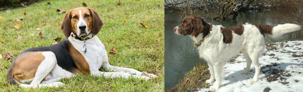 Drentse Patrijshond vs American English Coonhound - Breed Comparison