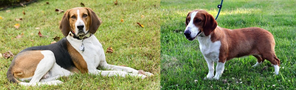 Drever vs American English Coonhound - Breed Comparison