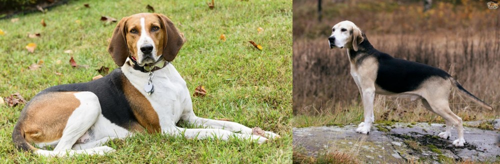 Dunker vs American English Coonhound - Breed Comparison