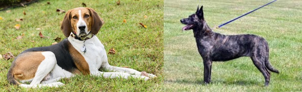 Dutch Shepherd vs American English Coonhound - Breed Comparison