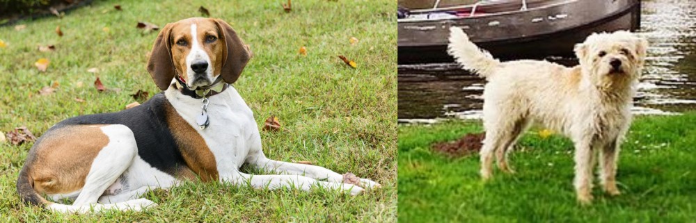 Dutch Smoushond vs American English Coonhound - Breed Comparison