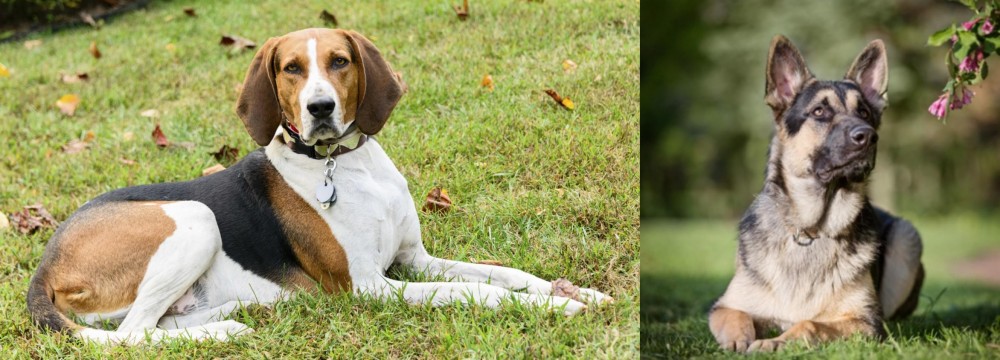 East European Shepherd vs American English Coonhound - Breed Comparison