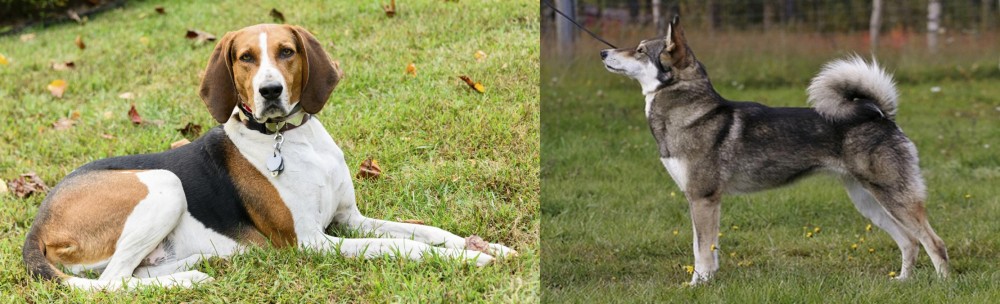 East Siberian Laika vs American English Coonhound - Breed Comparison