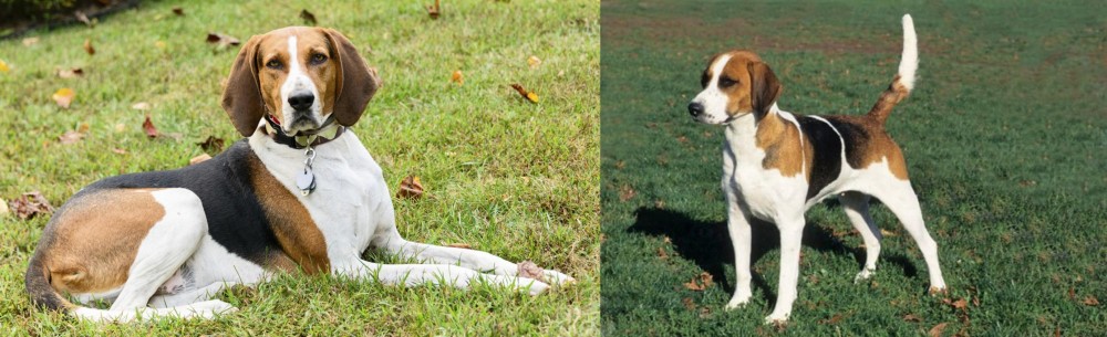 English Foxhound vs American English Coonhound - Breed Comparison
