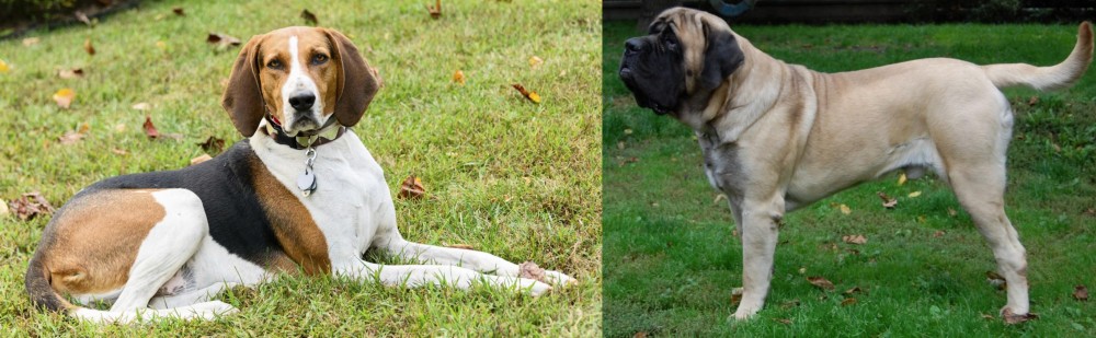 English Mastiff vs American English Coonhound - Breed Comparison