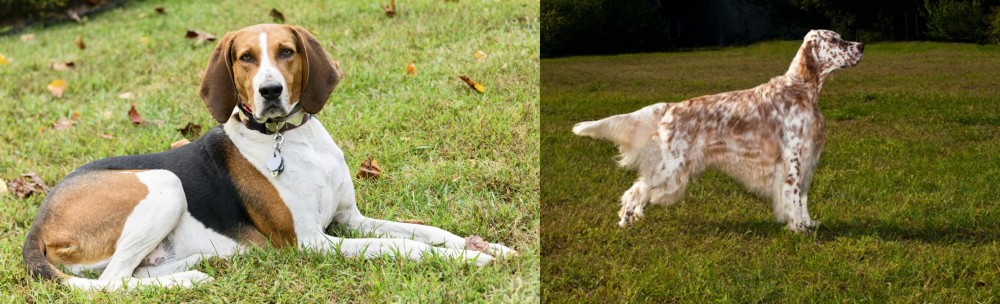 English Setter vs American English Coonhound - Breed Comparison