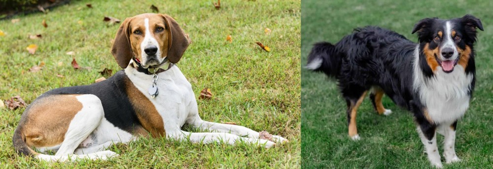 English Shepherd vs American English Coonhound - Breed Comparison