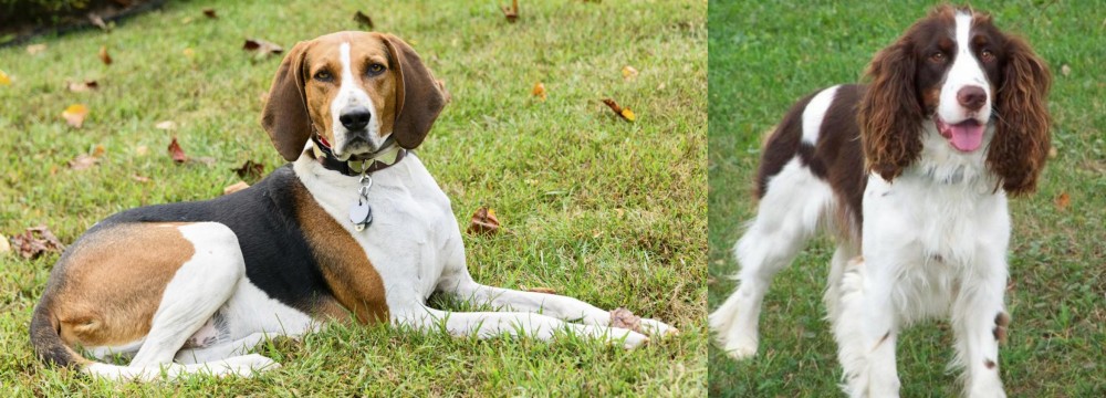 English Springer Spaniel vs American English Coonhound - Breed Comparison
