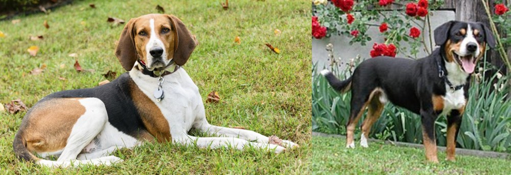 Entlebucher Mountain Dog vs American English Coonhound - Breed Comparison