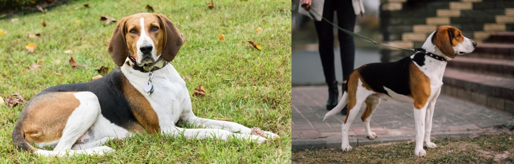 Estonian Hound vs American English Coonhound - Breed Comparison