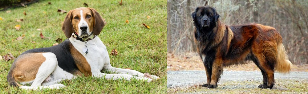 Estrela Mountain Dog vs American English Coonhound - Breed Comparison