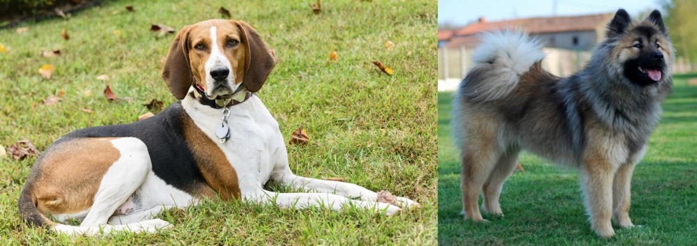 Eurasier vs American English Coonhound - Breed Comparison