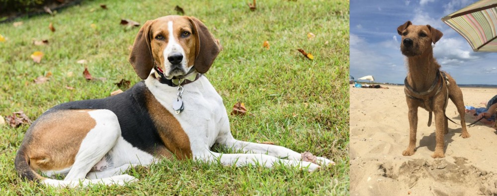 Fell Terrier vs American English Coonhound - Breed Comparison