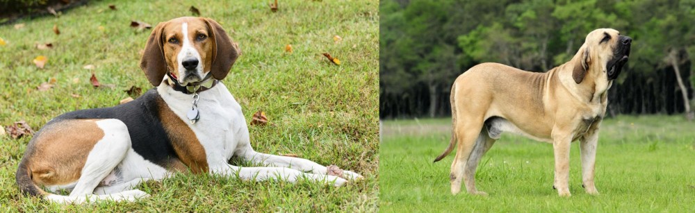 Fila Brasileiro vs American English Coonhound - Breed Comparison