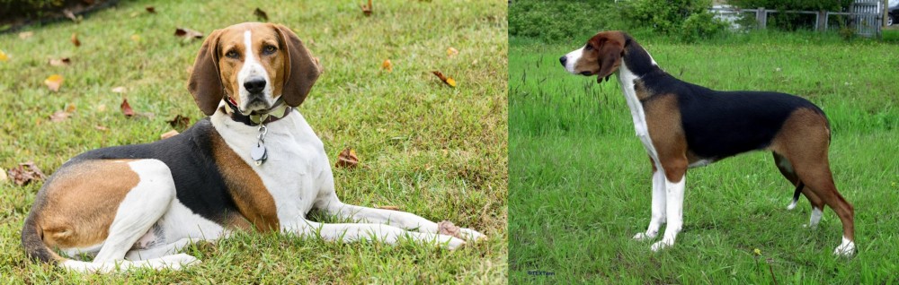 Finnish Hound vs American English Coonhound - Breed Comparison