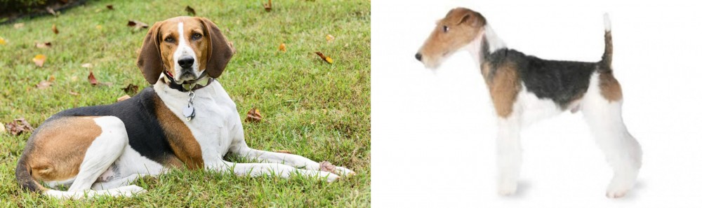 Fox Terrier vs American English Coonhound - Breed Comparison