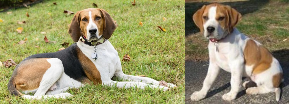 Francais Blanc et Orange vs American English Coonhound - Breed Comparison