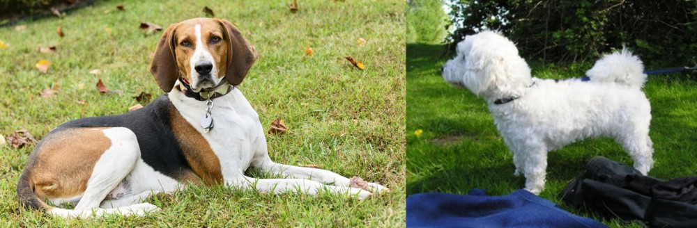 Franzuskaya Bolonka vs American English Coonhound - Breed Comparison