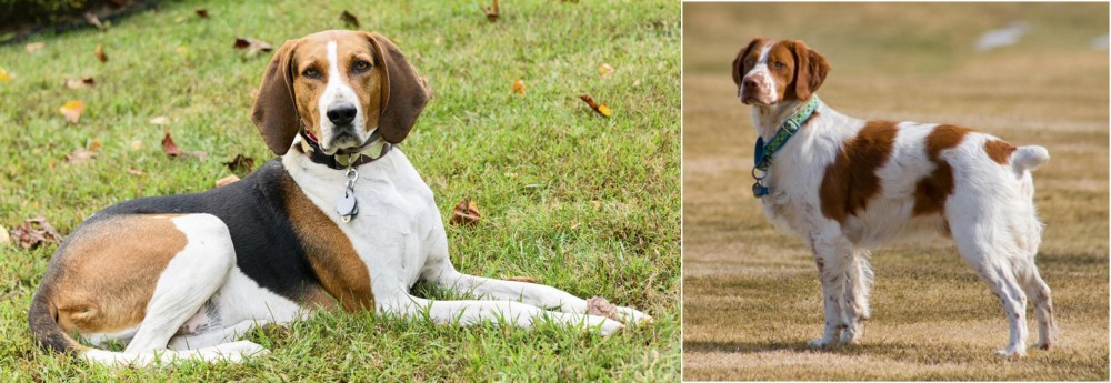 French Brittany vs American English Coonhound - Breed Comparison