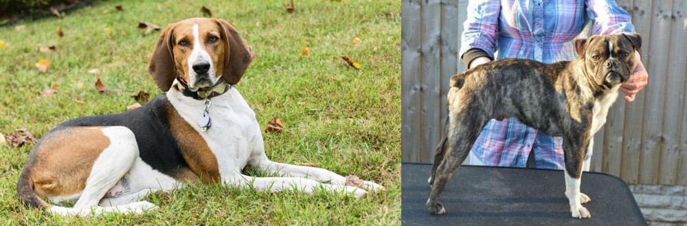 Fruggle vs American English Coonhound - Breed Comparison