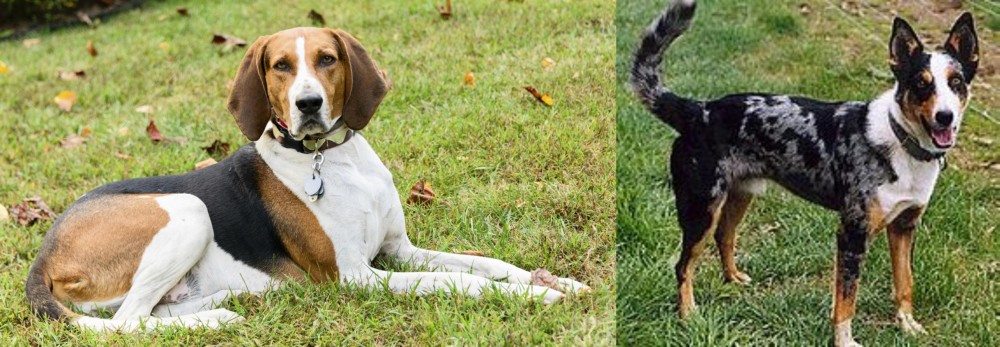 German Coolie vs American English Coonhound - Breed Comparison
