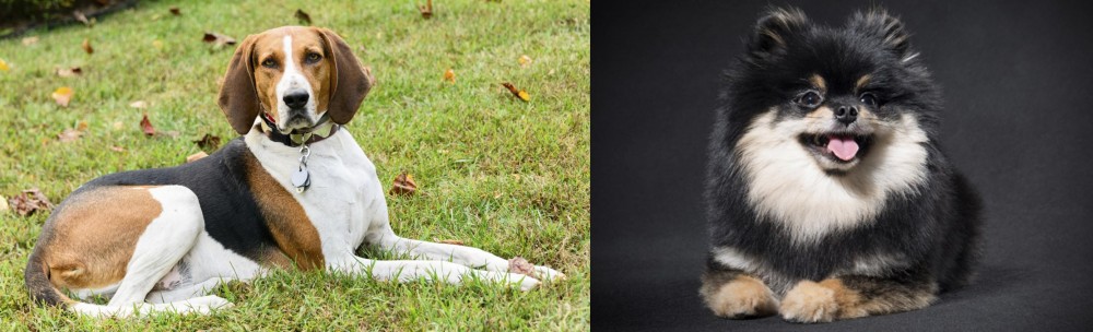 German Spitz (Klein) vs American English Coonhound - Breed Comparison