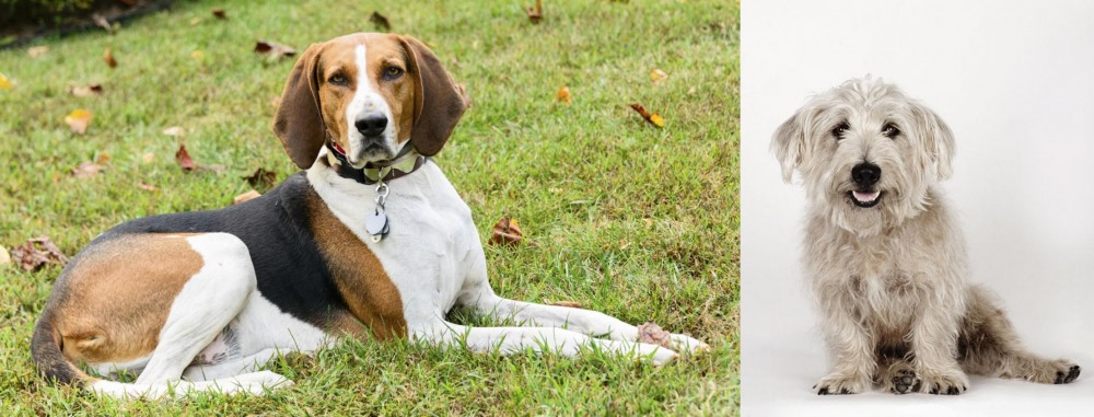 Glen of Imaal Terrier vs American English Coonhound - Breed Comparison