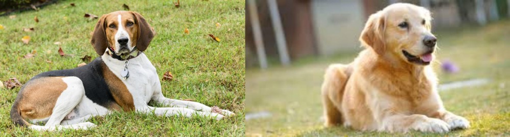 Goldador vs American English Coonhound - Breed Comparison