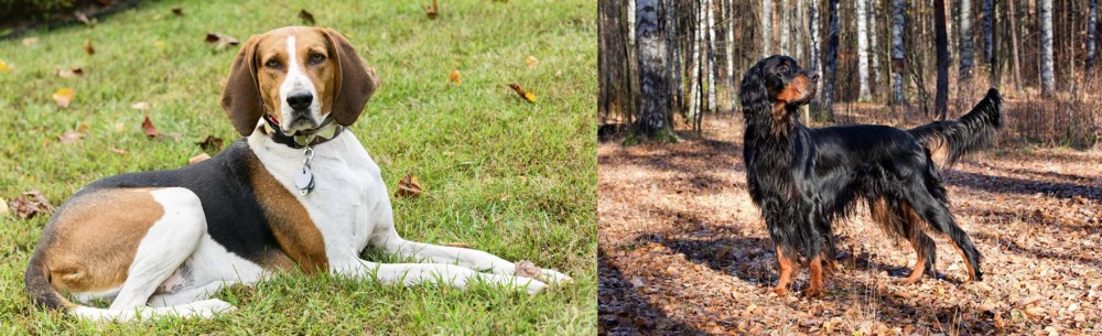Gordon Setter vs American English Coonhound - Breed Comparison