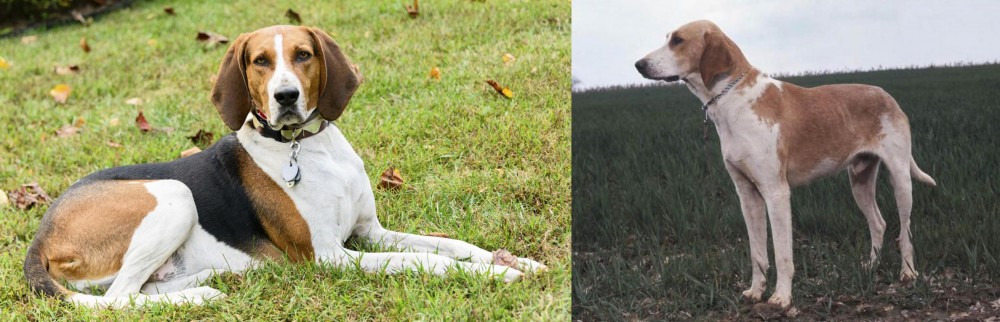 Grand Anglo-Francais Blanc et Orange vs American English Coonhound - Breed Comparison