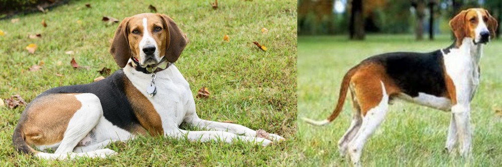 Grand Anglo-Francais Tricolore vs American English Coonhound - Breed Comparison