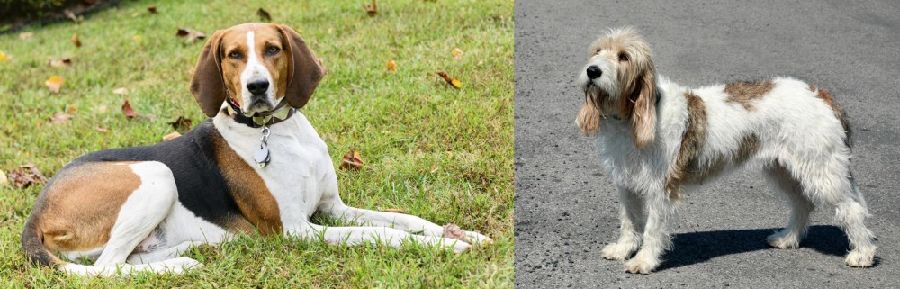 Grand Basset Griffon Vendeen vs American English Coonhound - Breed Comparison