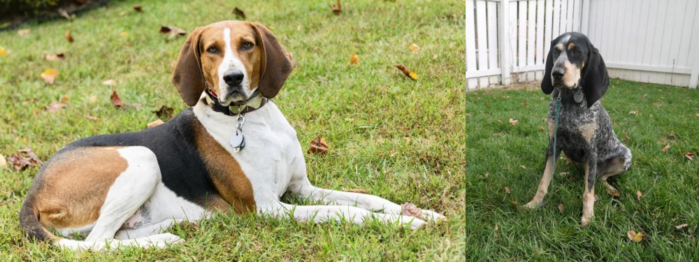 Grand Bleu de Gascogne vs American English Coonhound - Breed Comparison