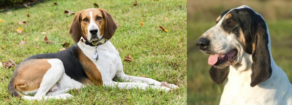 Grand Gascon Saintongeois vs American English Coonhound - Breed Comparison