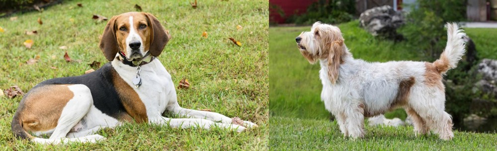Grand Griffon Vendeen vs American English Coonhound - Breed Comparison