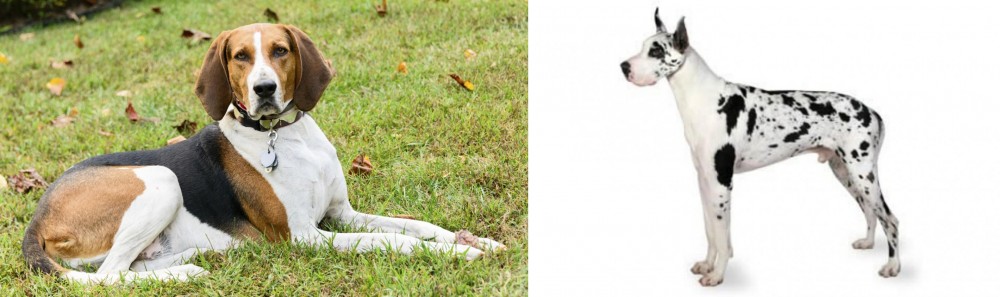 Great Dane vs American English Coonhound - Breed Comparison