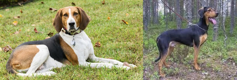 Greek Harehound vs American English Coonhound - Breed Comparison