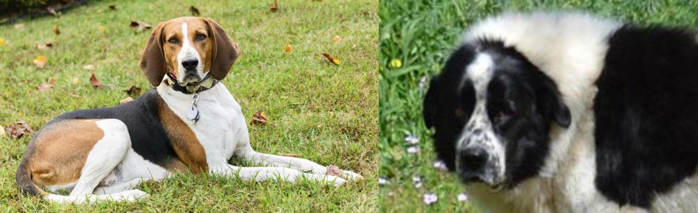 Greek Sheepdog vs American English Coonhound - Breed Comparison