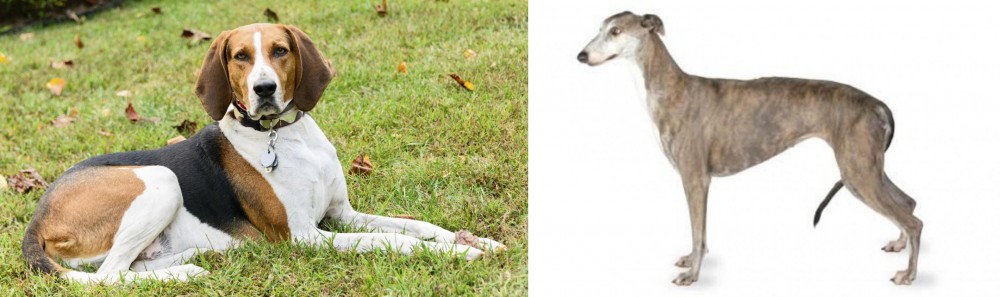 Greyhound vs American English Coonhound - Breed Comparison