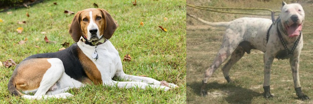 Gull Dong vs American English Coonhound - Breed Comparison