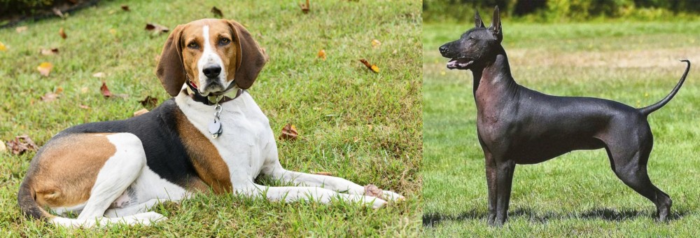 Hairless Khala vs American English Coonhound - Breed Comparison