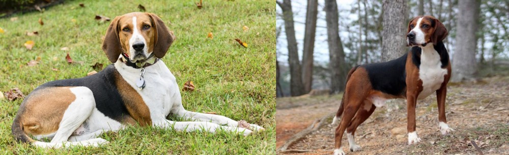 Hamiltonstovare vs American English Coonhound - Breed Comparison