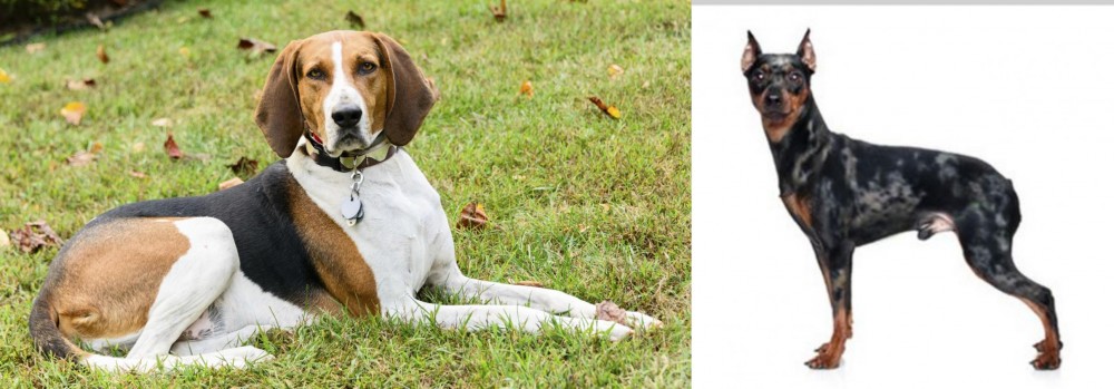 Harlequin Pinscher vs American English Coonhound - Breed Comparison