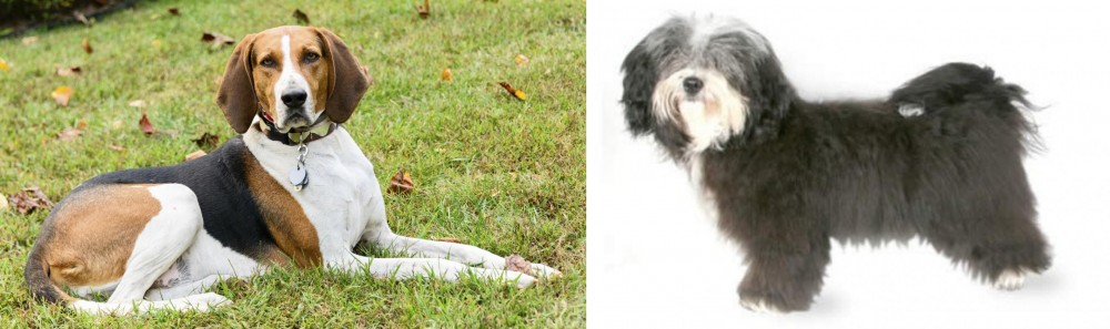 Havanese vs American English Coonhound - Breed Comparison